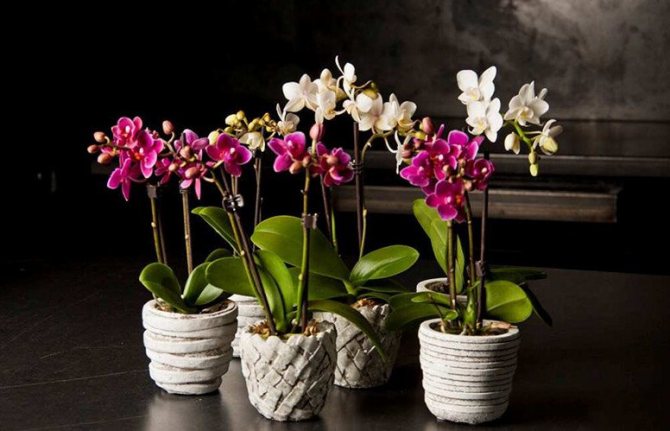Phalaenopsis orkidé