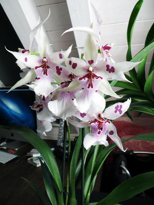 снимки на орхидея камбрия