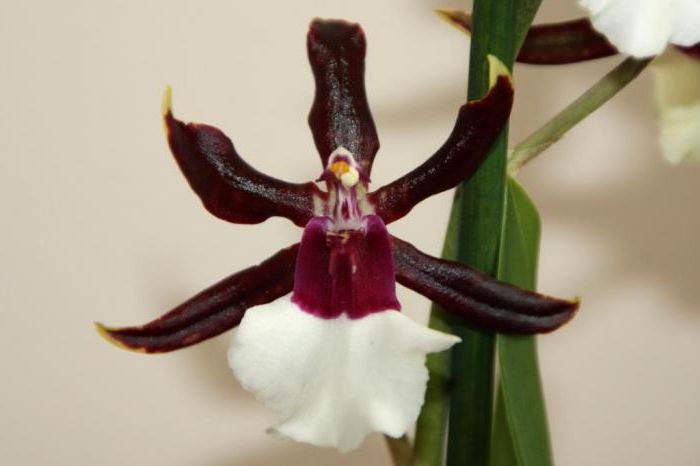 fotografii orhidee cambria
