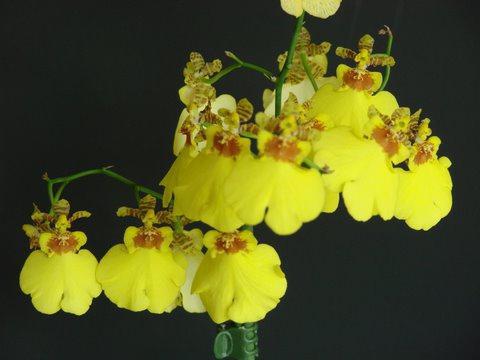 reproducerea orhideei cambria