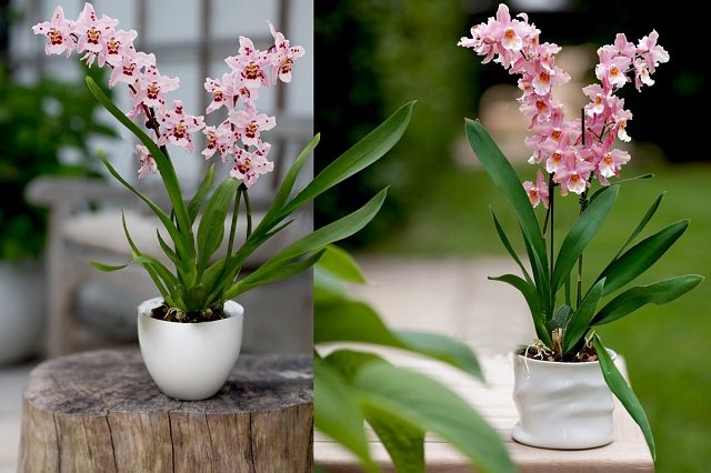 Орхидея кумбрия