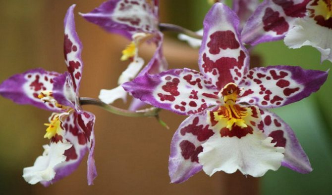 Cambria orchidej