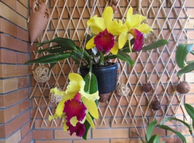 orkidé röd-gul