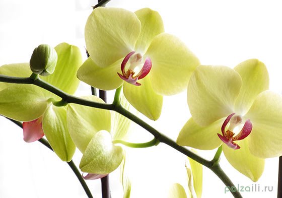 Krémově zbarvená orchidej