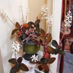 Ludisia decolorează orhideea acasă fotografie