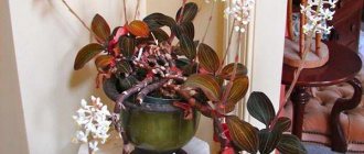 Лудизия обезцвети орхидея у дома снимка