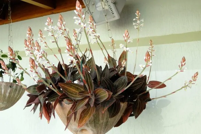 ludisia orkidé