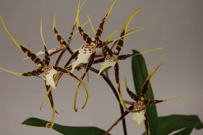 Miltassia Orchidee