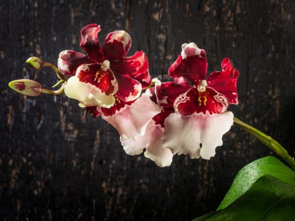 Orkidén kan blomstra året runt