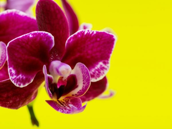 Orchid kan överraska med färg