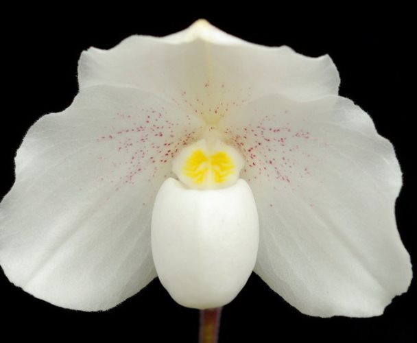 orchid niveum
