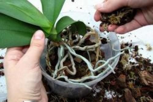 The orchid has faded, how to transplant. When should you replant your orchid?