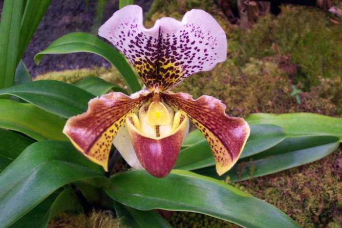 орхидея папиопедилум