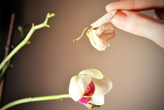 Орхидея пусна цветя какво да прави по-нататък