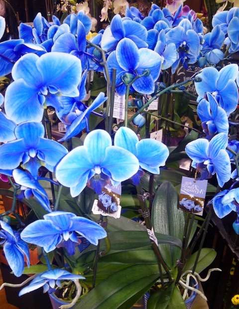 orkidé blå