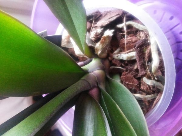 velká hrnková orchidej