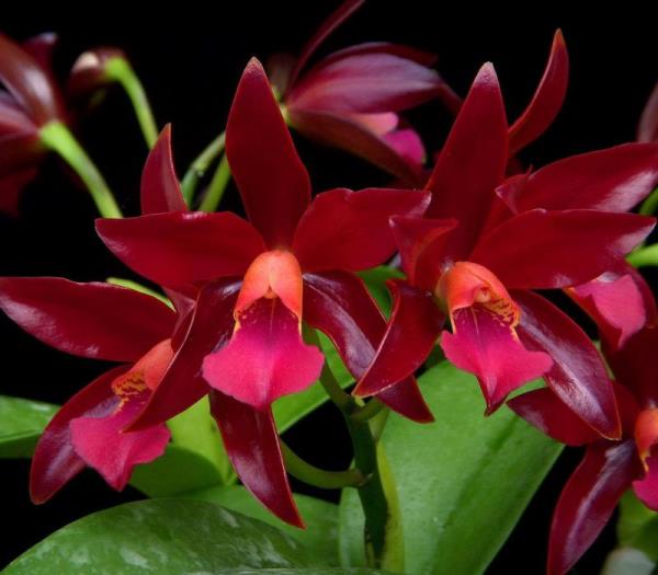 orkidé i en kruka