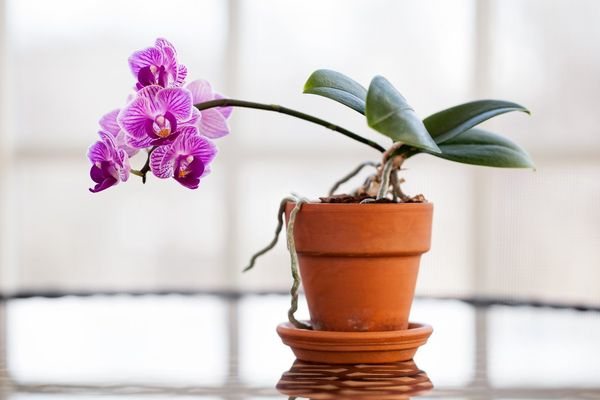 Orchidej v květináči