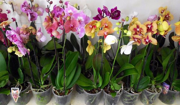 Orkidé i butiken
