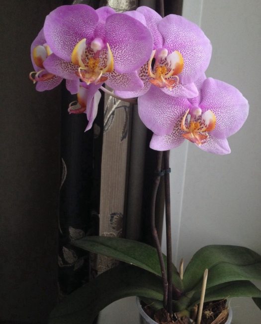orkid di tempat teduh