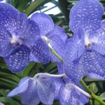 Orchidej Wanda