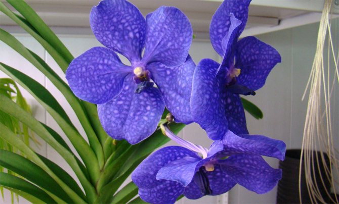Foto Orchid Vanda Blue