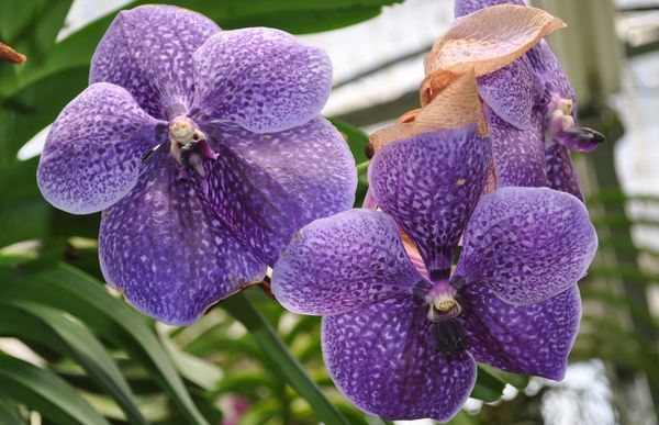 Орхидея Уанда: местообитания