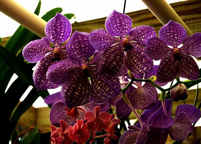 Péče a kultivace orchidejí Wanda