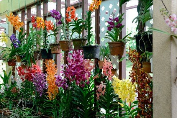домашна грижа за орхидея ванда