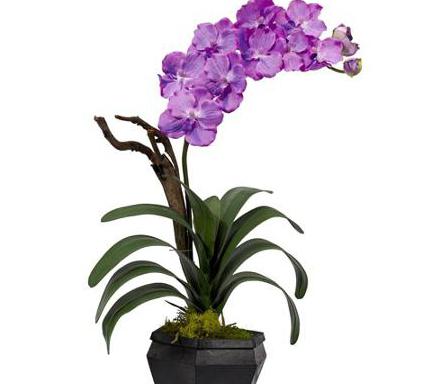 Orchid Wanda (plecând)