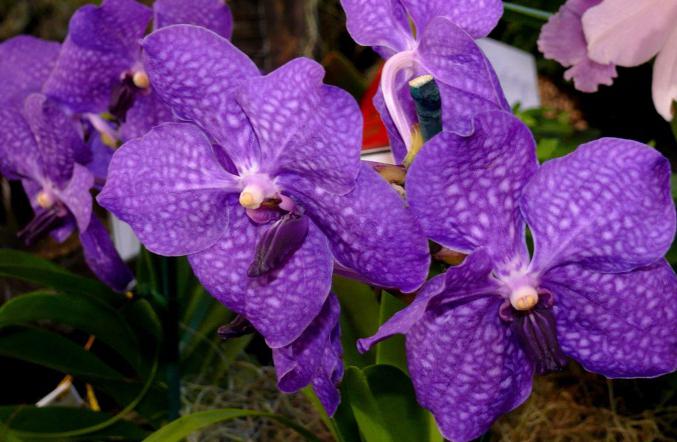 Уанда орхидея у дома