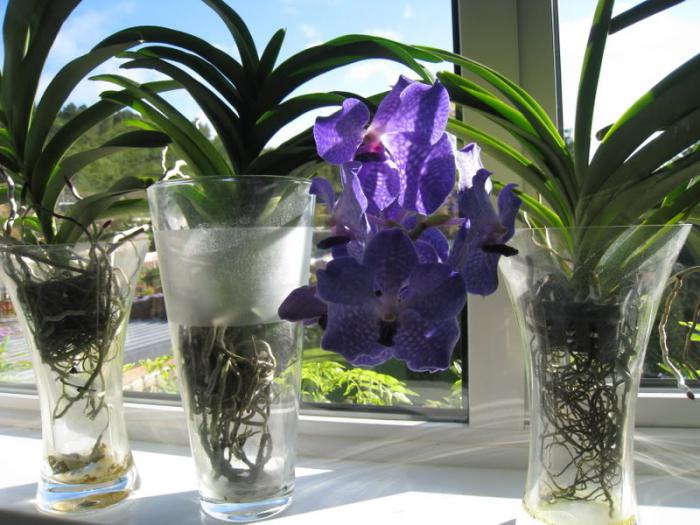 Орхидея Ванда във ваза (напускане)