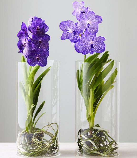 Orchid Vanda sa isang vase