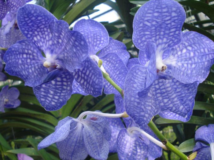 Orchidej Wanda