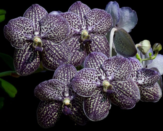 Orhidee Wanda