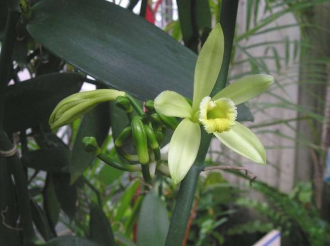 Orchid Vanilla