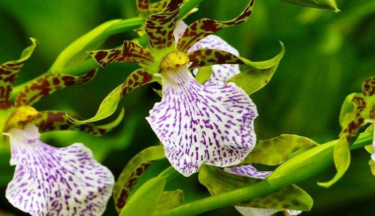 orkidé under blomningen