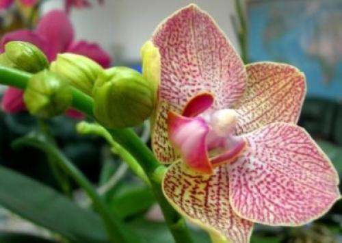 The orchid has released a peduncle, but does not bloom. Step-by-step instructions on how to care if there is no flowering