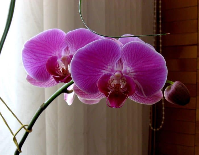 орхидея перла на императора