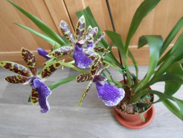 Zygopetalum orkidé