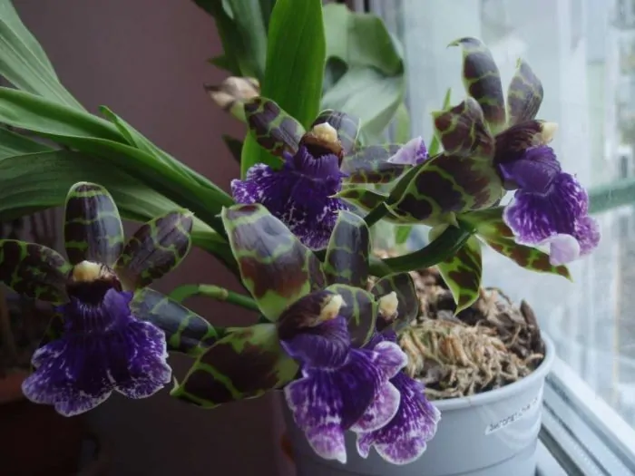 orhidee zigopetalum