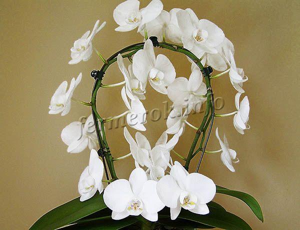 Phalaenopsis orchid, for example, is made to bloom in winter by a sharp reduction in watering