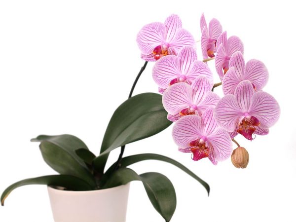 Orkidén kan inte förvaras i sovrummet