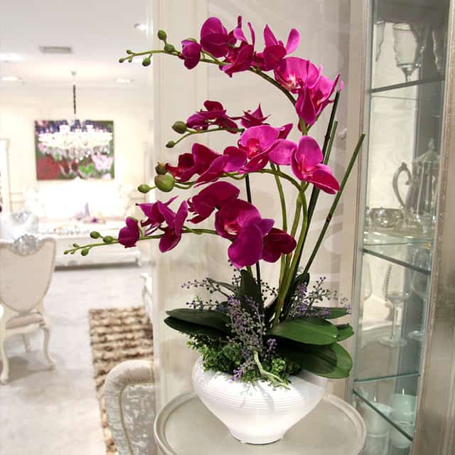 Die Orchidee muss ordnungsgemäß im Haus platziert werden