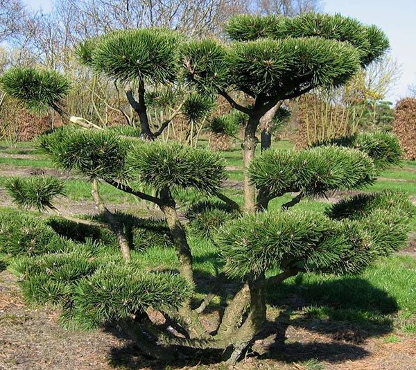 original bonsai pine