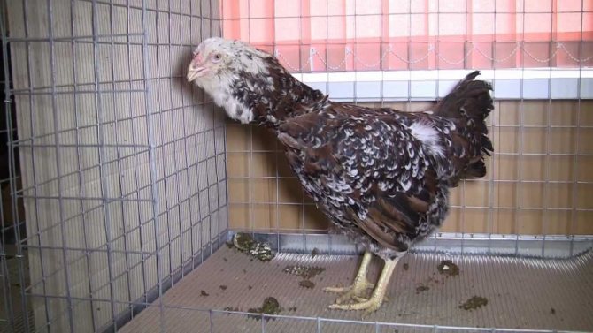 Oryol breed of chickens