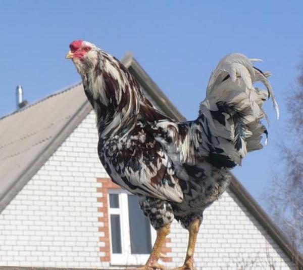Oryol calico chickens - photo and description of the breed