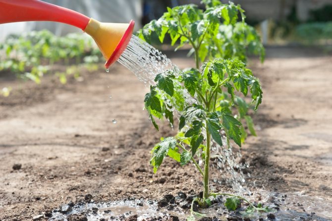 You need to irrigate tomatoes every 3 days.
