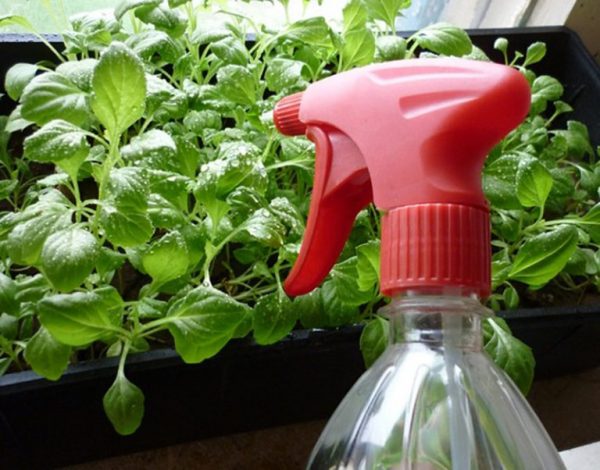 Напояване на растения от спрей бутилка
