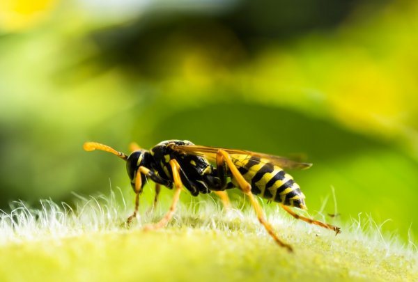 Wasp and bee differences